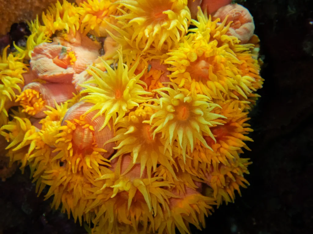 What It’s Like to Go Night Diving in Cabo San Lucas