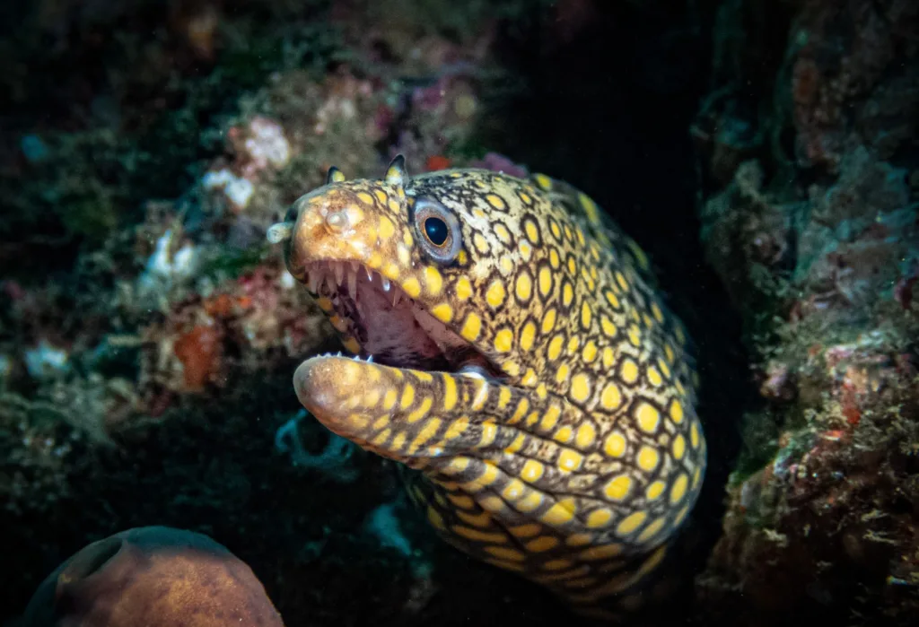 What It’s Like to Go Night Diving in Cabo San Lucas