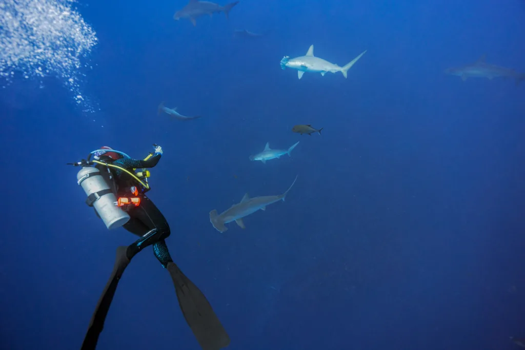 diver with hammerhead sharks
