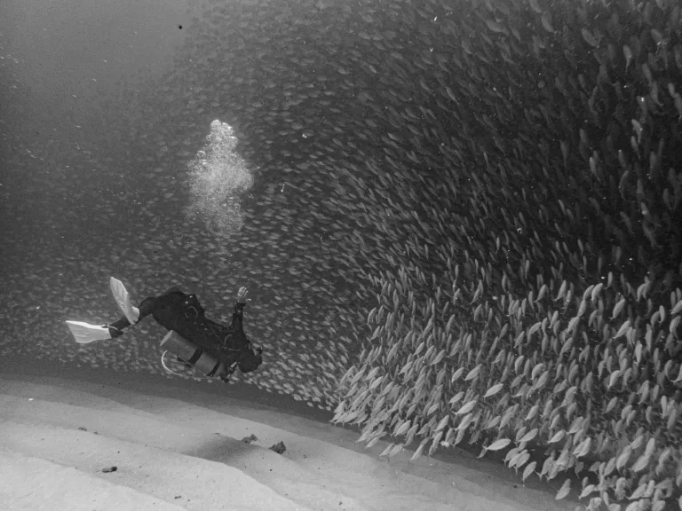 diving cabo sardines