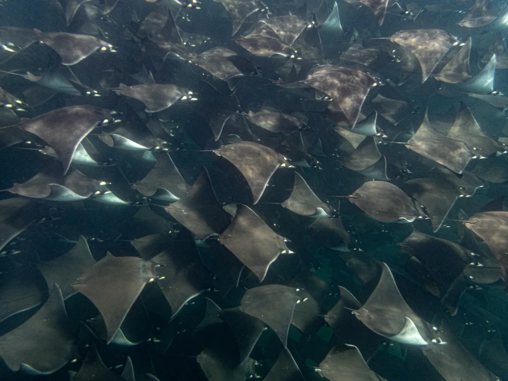Best Time of Year to Go Diving in Cabo San Lucas