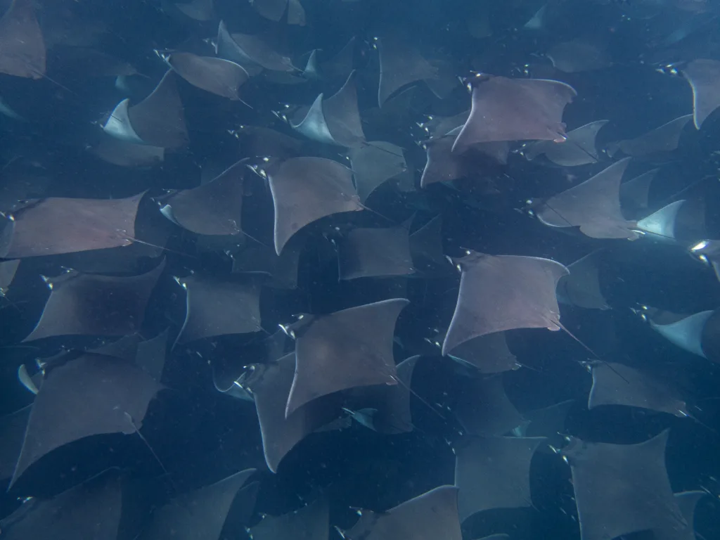What to see Underwater in June