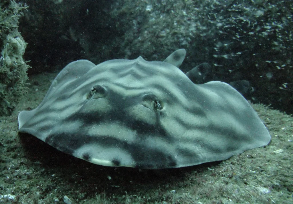 guitar fish