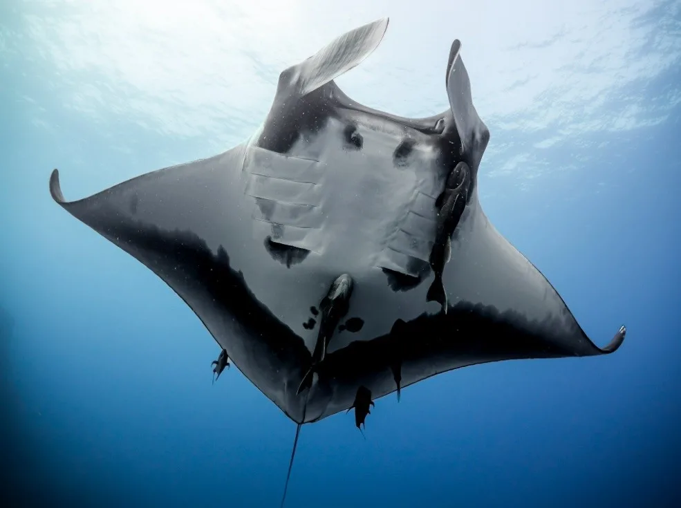 oceanic manta