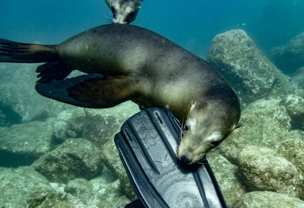 diving with sea lion