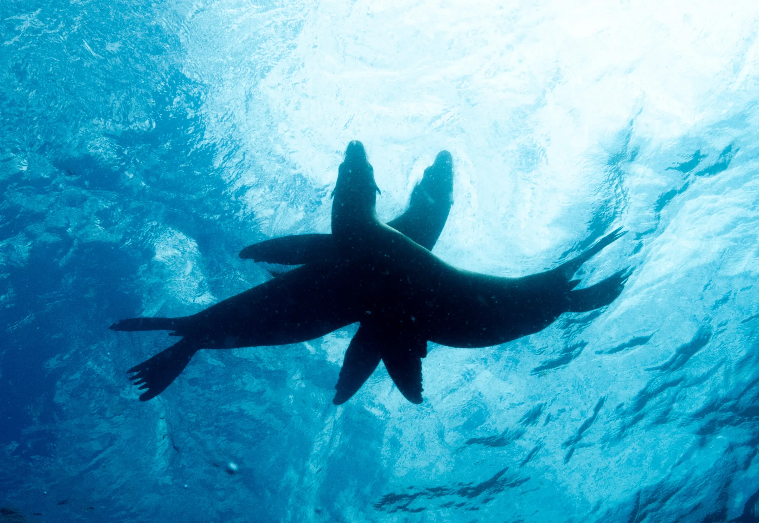 Sea lions in the blue