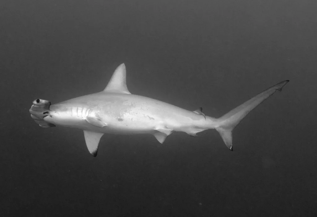 hammerhead shark BW