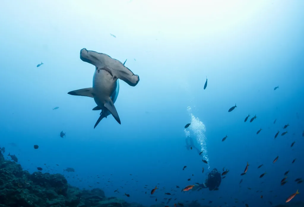 Diving in Gordo Banks