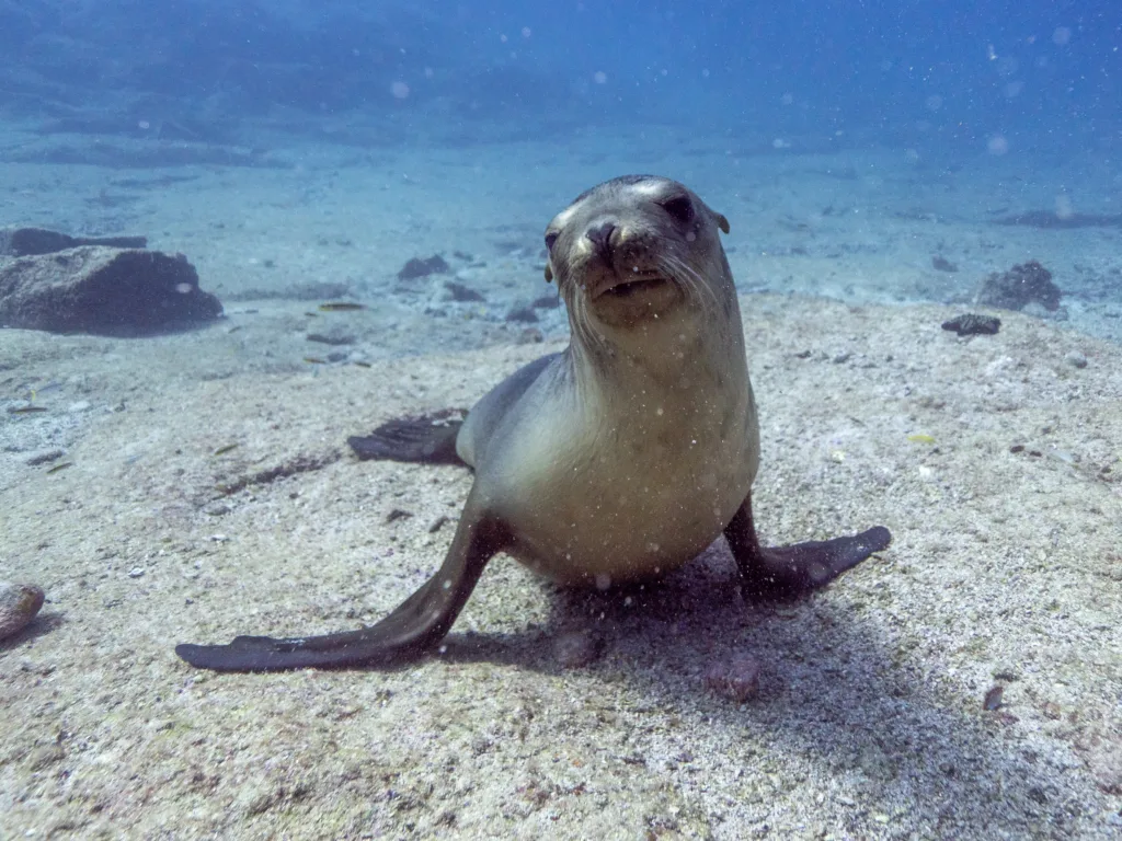 young pup sea lion