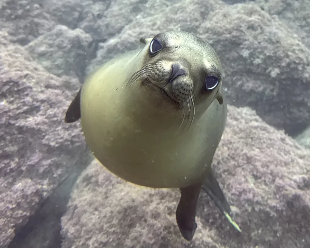 sea lion pup