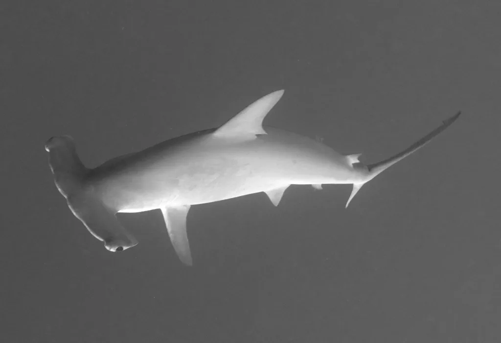 hammerhead shark B&W
