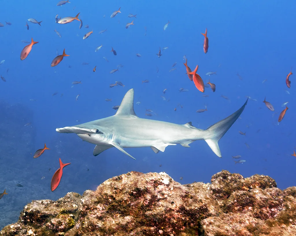 hammerhead shark revilla