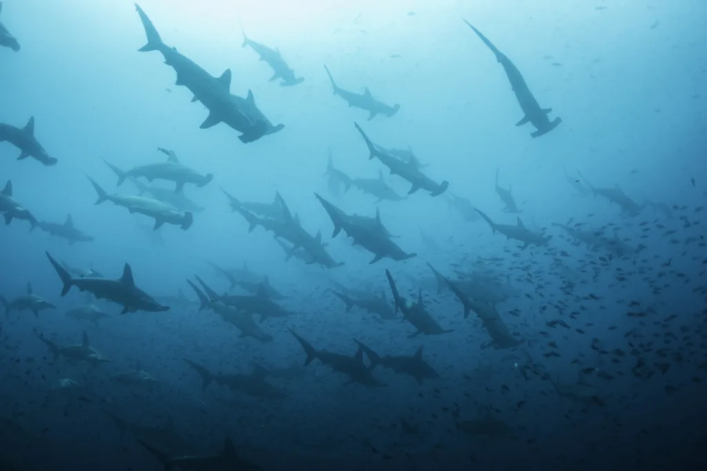 Diving with Hammerhead Sharks in Baja California Sur