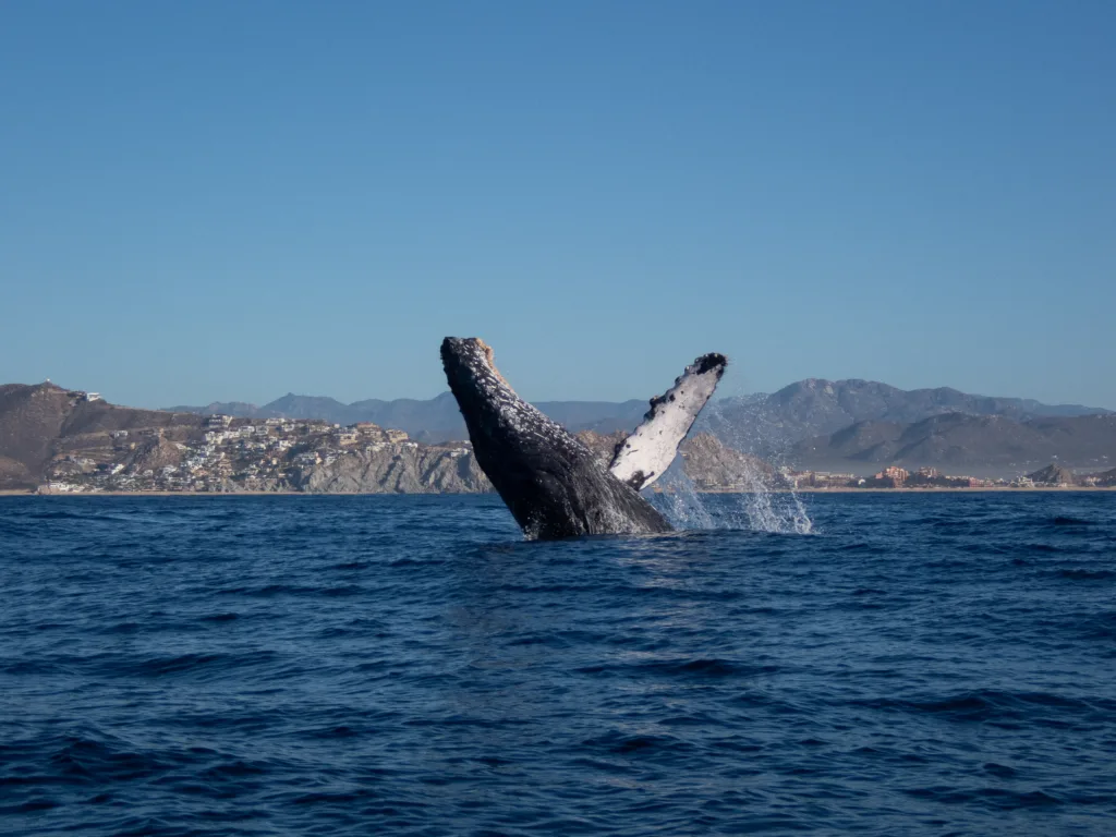 Whale breaching in Cabo