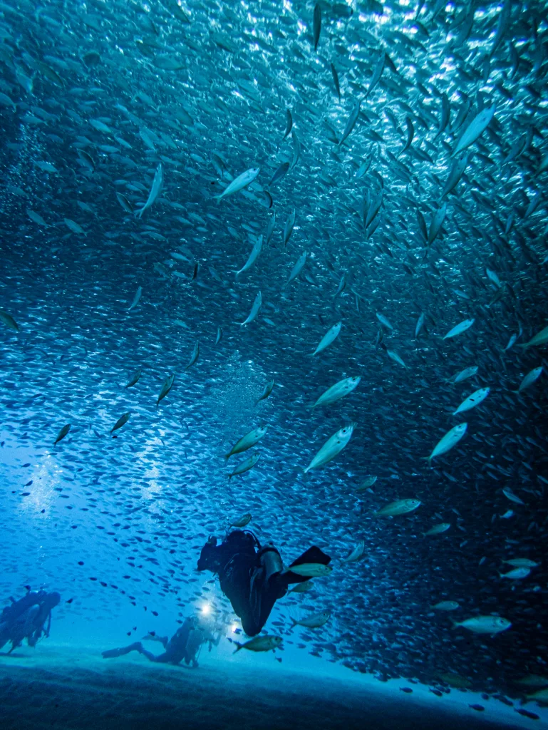 Diving in cabo with sardines