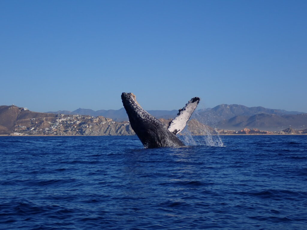 humpback Whale