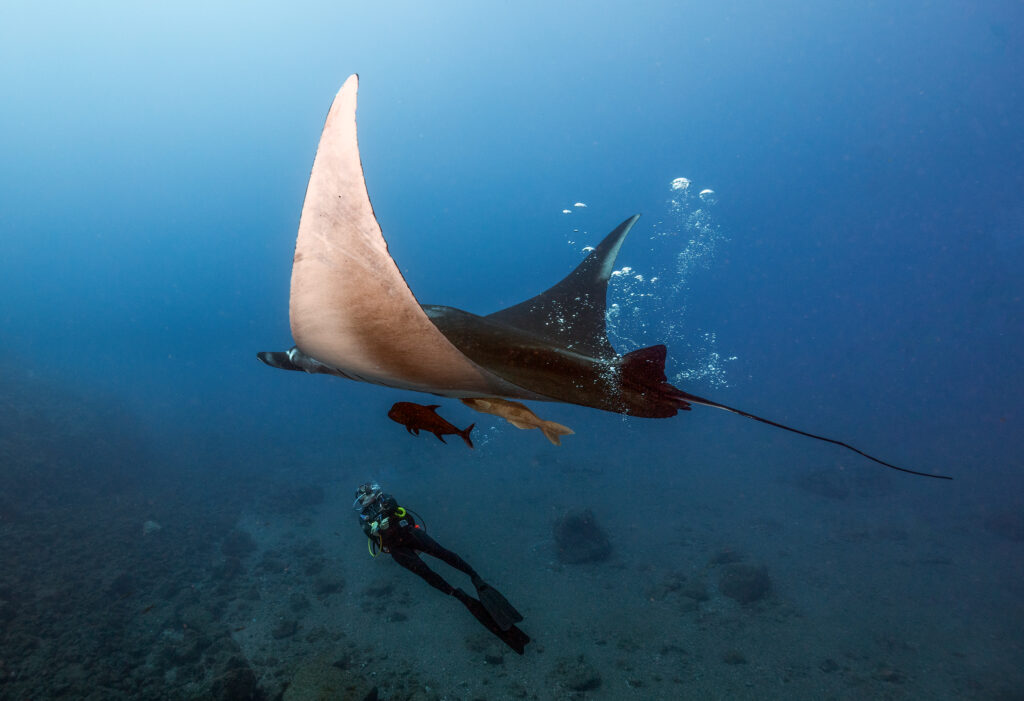 manta la ventana