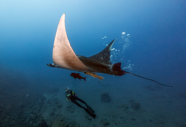 manta la ventana
