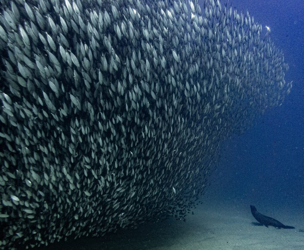 sardines en cabo