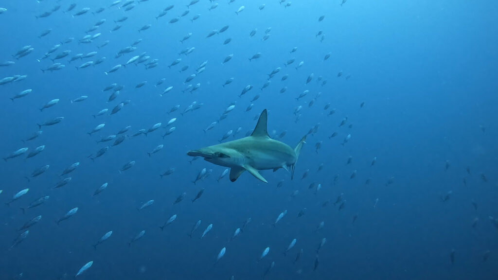 hammerhead shark in gordo
