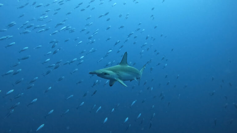 hammerhead shark in gordo