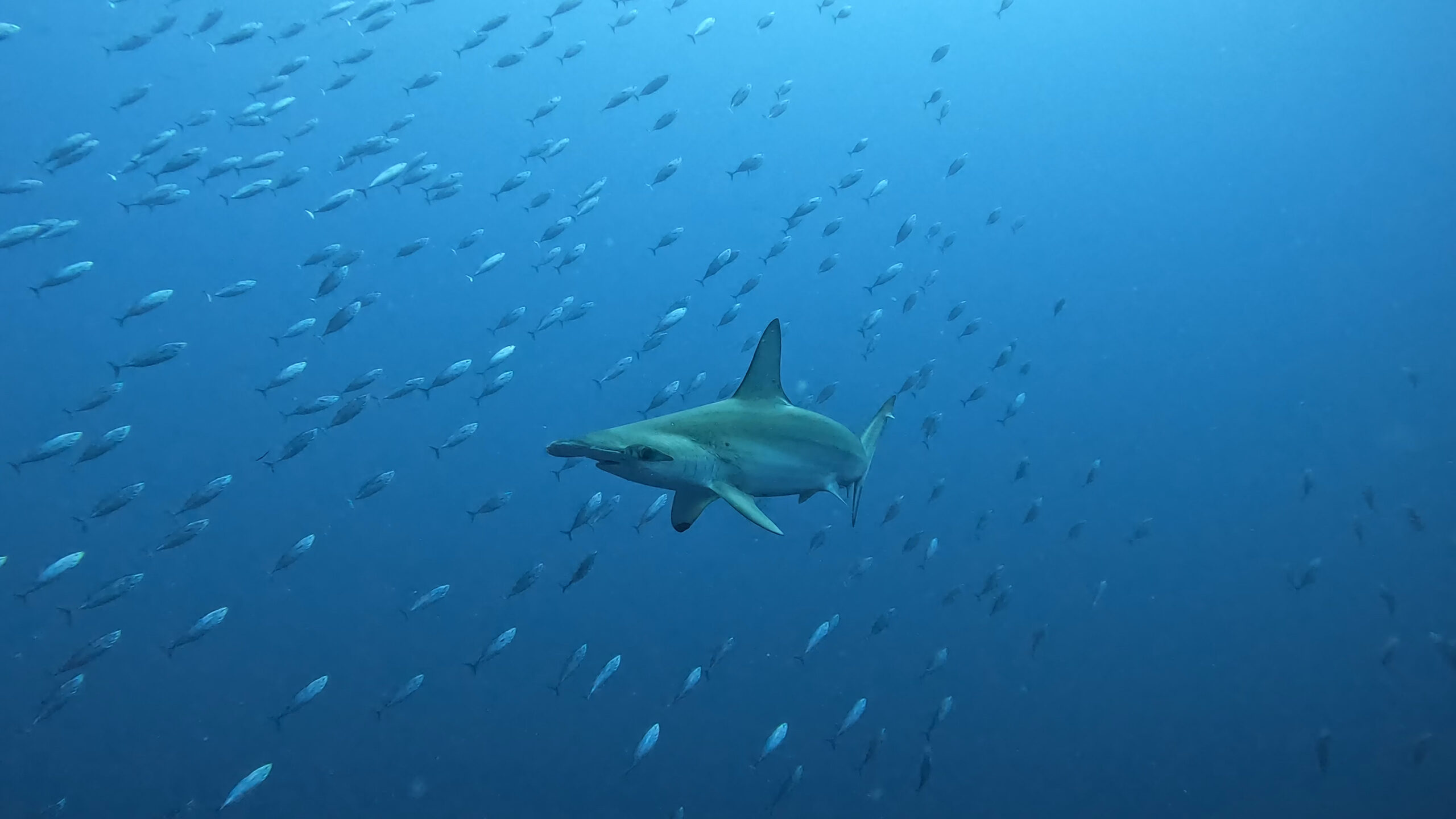 hammerhead shark in gordo