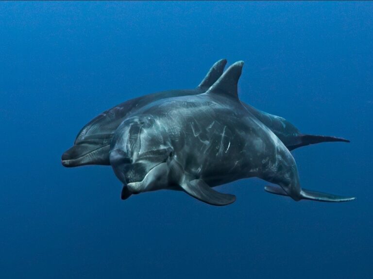 dolphins hammerhead divers