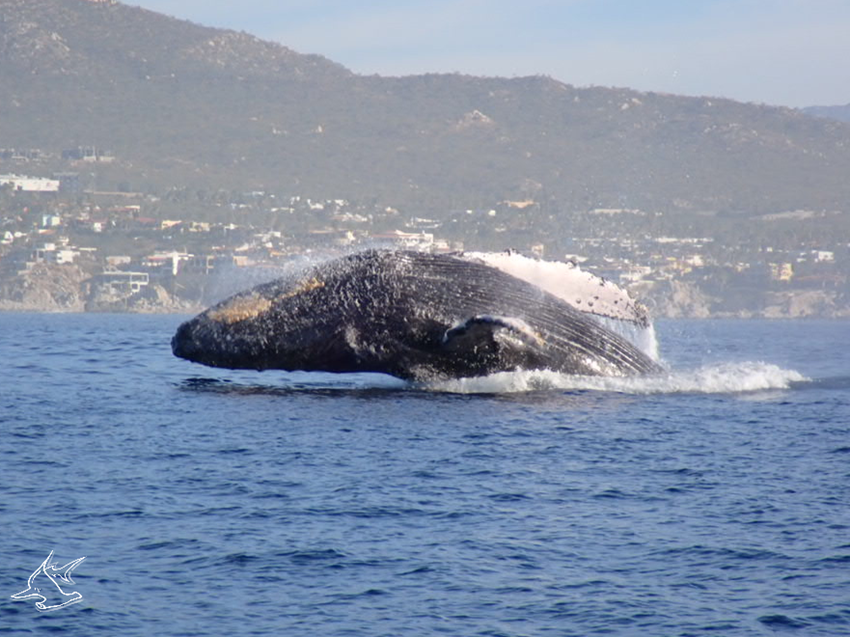 humpbakc whale cabo