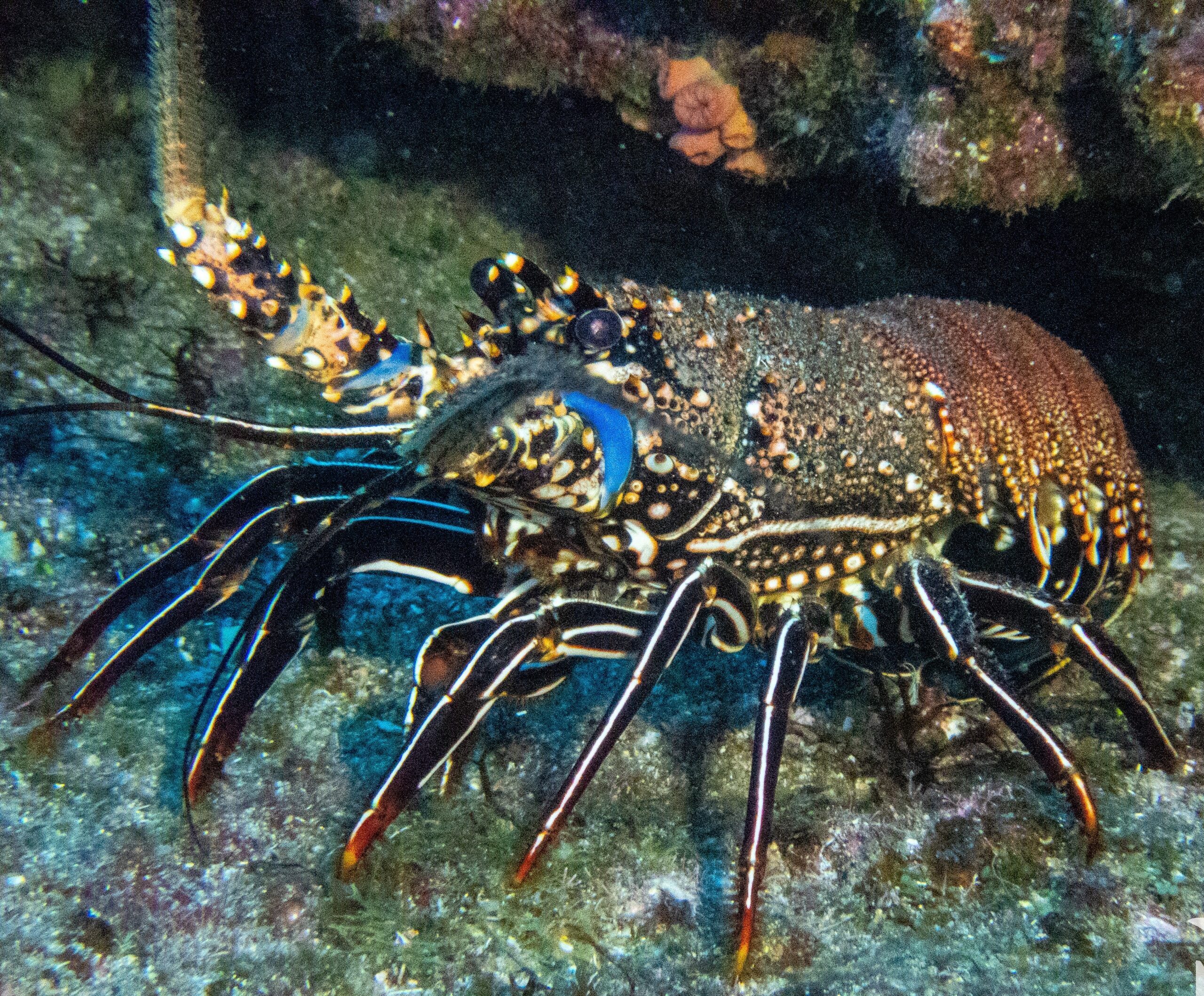 spiny lobster