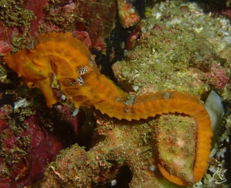 pacific seahorse