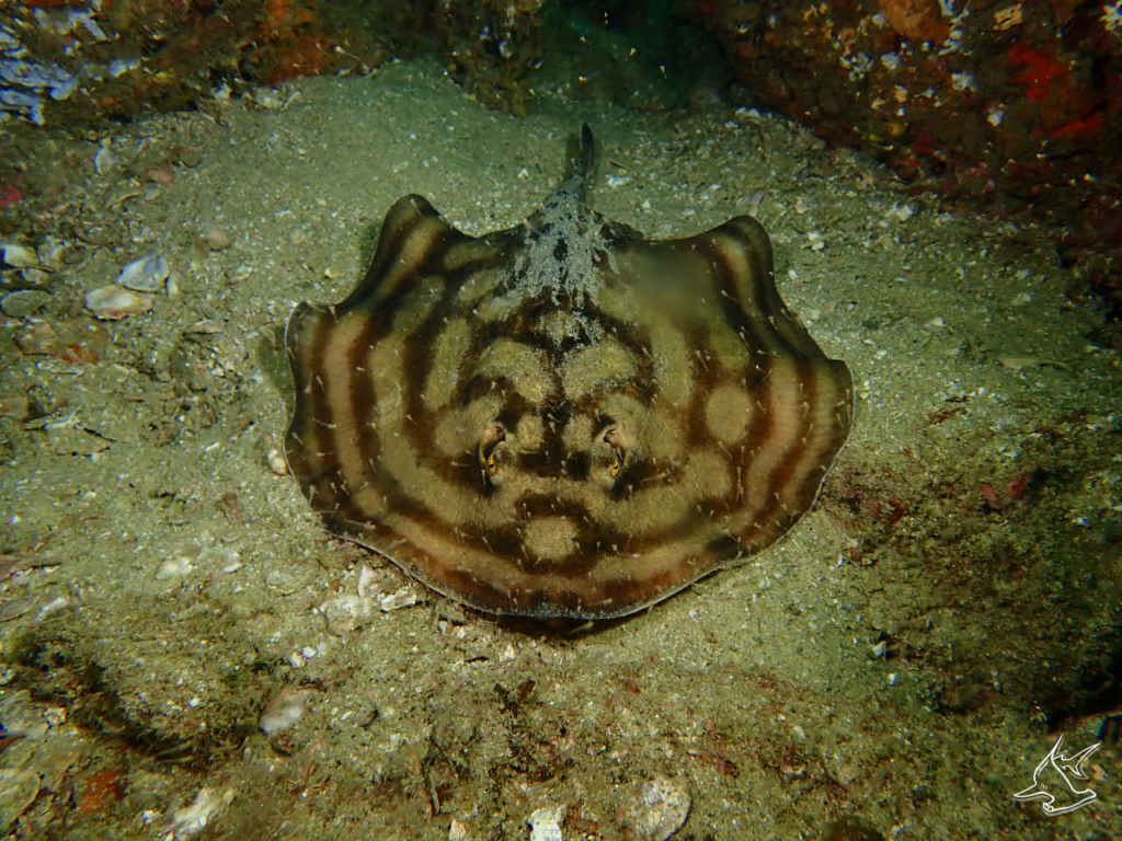 reef stingray