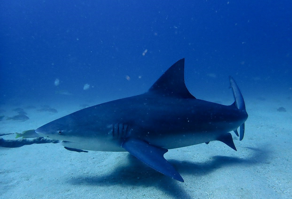bullshark pulmo