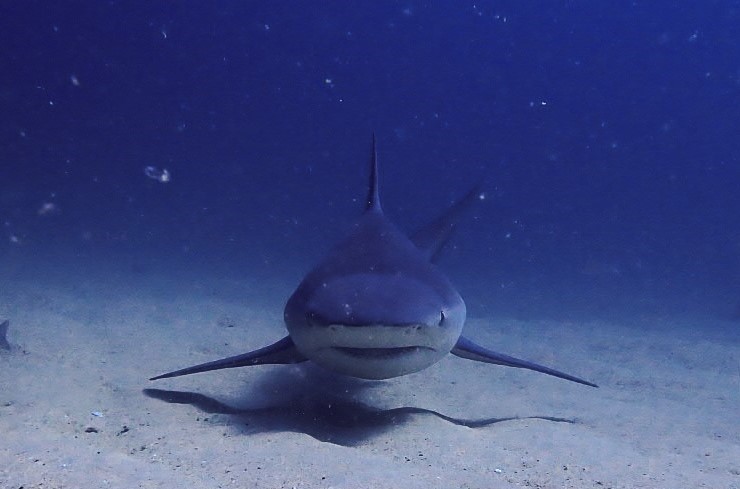 bullshark cabo
