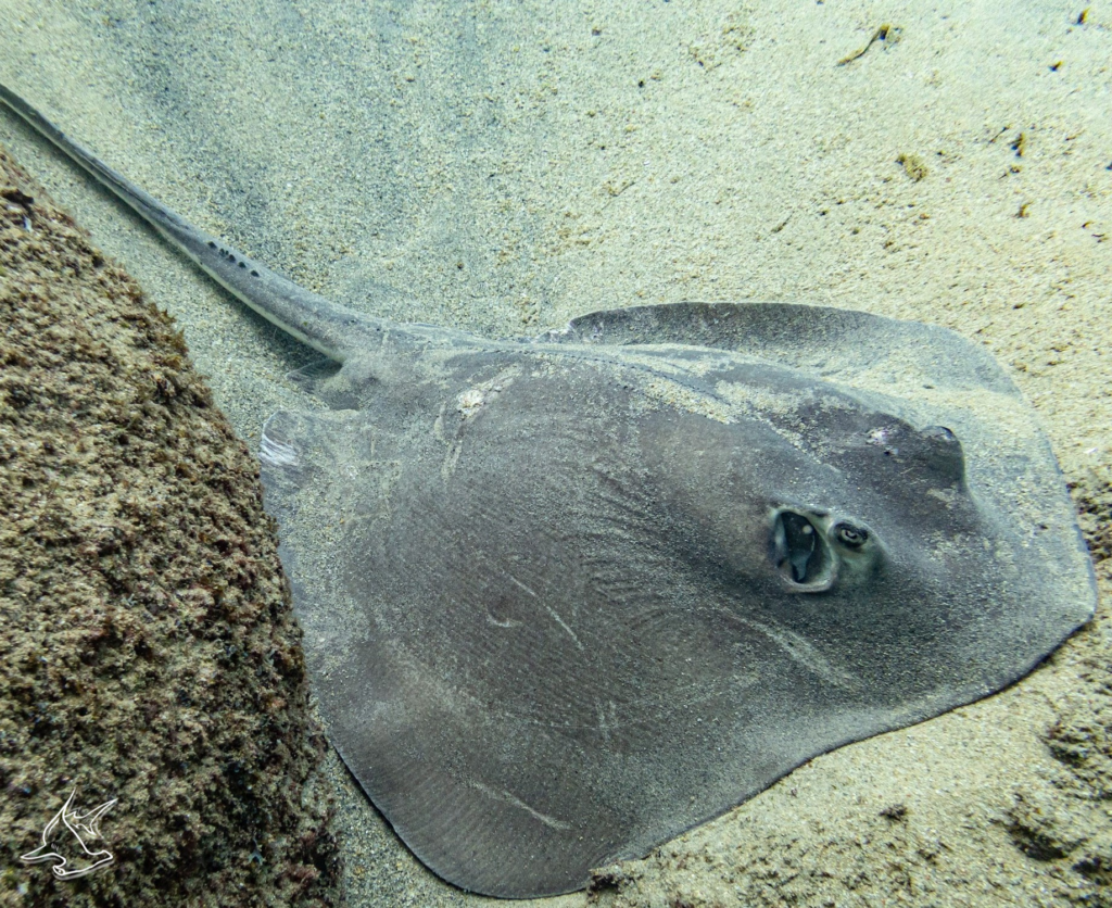 diamond stingray